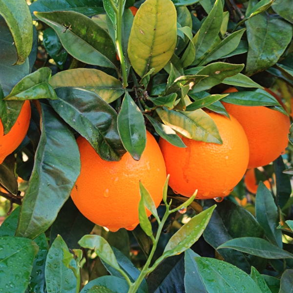 Tarocchi - Bio Extra