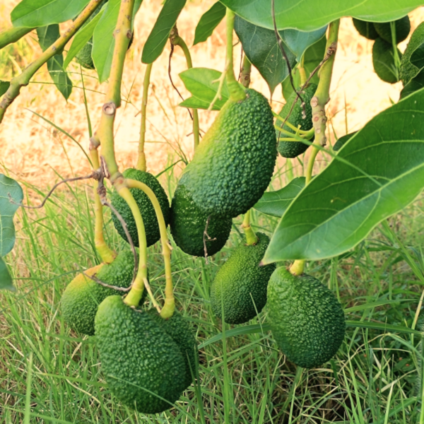 Avocado Hass