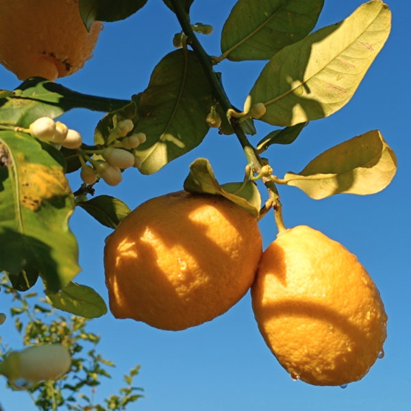 Speciali Limoni Bio extra