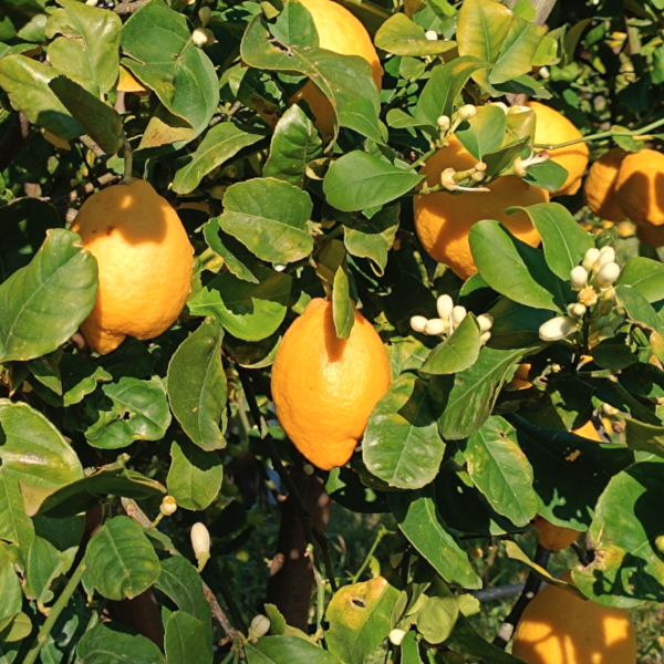 Limoni Bio