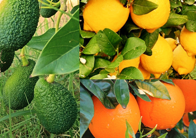 Pacco di soli agrumi da 10kg