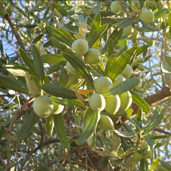 Olio di oliva bio - bottiglia singola